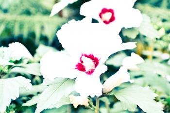 Overexposed White Flowers