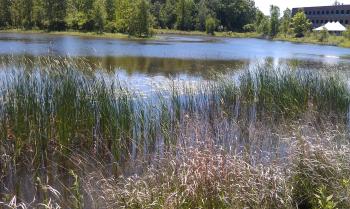 Birds, Frogs and Turtles Call General Motors' Wetlands Home | 3BL Media
