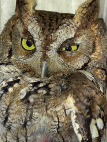 Eastern Screech-owl #16-0063 | The Wildlife Center of Virginia