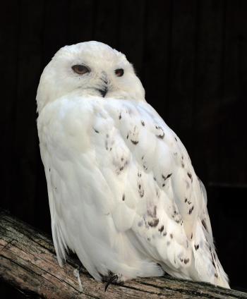 Snowy owl - Wikipedia