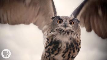What Makes Owls So Quiet and So Deadly? | Deep Look - YouTube