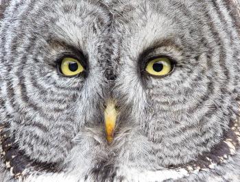 The Great Gray Owl Probably Has Bigger Eyes Than You | Audubon