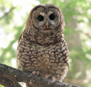 Spotted Owls Benefit from Forest Fire Mosaic | All About Birds