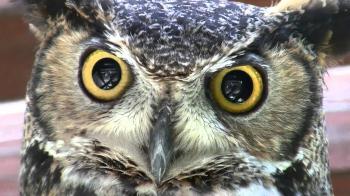 Amazing Great Horned Owl Super Close-Up face shot 1080p HD V08635 ...