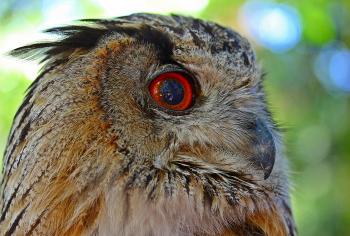 Owl Closeup