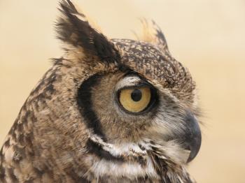 Owl head from side free photo - newarta