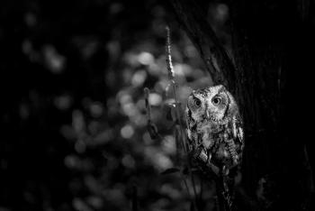 Owl on the Branch