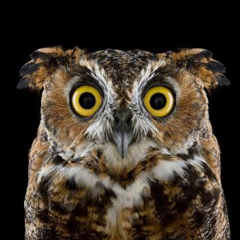 The Owls Are Challenging You To A Staring Contest… You Will Lose.