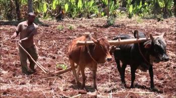Oxen Yoke - YouTube