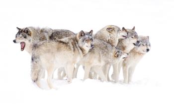 What is a wolf pack mentality? | HowStuffWorks