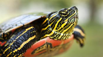 What's a Painted Turtle? | Pet Turtles - YouTube