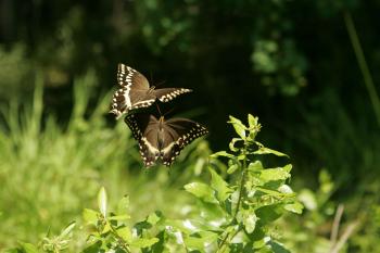 File:Butterfly dance a pair of butterflies hover over plant material ...