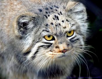 The Creature Feature: 10 Fun Facts About the Pallas' Cat | WIRED