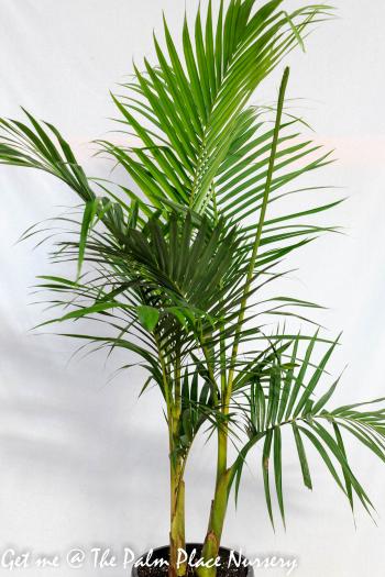 Bangalow Palm 30cm