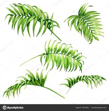 Palm Fronds Watercolor Sketch — Stock Photo © Valiva #152150530