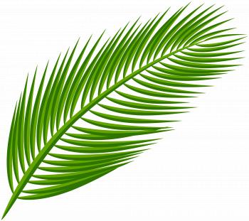 Palm Leaf Transparent Clip Art Image | Gallery Yopriceville - High ...