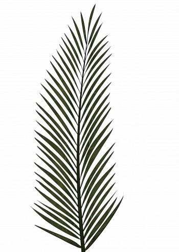 Palm Leaf Drawing at GetDrawings.com | Free for personal use Palm ...