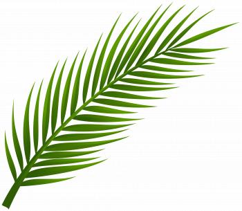 Palm Leaf Clipart - ClipartXtras