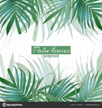 Vector palm leaves background. Tropical banner. Stylish poster w ...