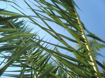 Palm leafs