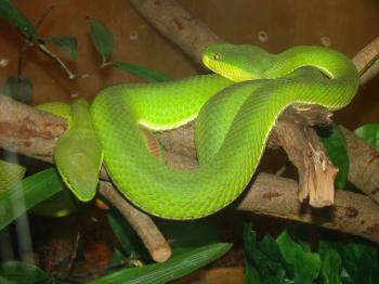 Palm Pit Vipers