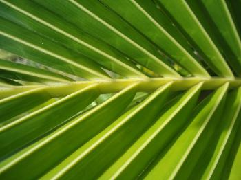 Palm Texture