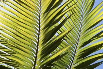 Palm Tree Puncture Wound Treatment | Home Guides | SF Gate