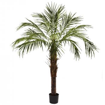 Bay Isle Home Robellini Palm Tree in Pot & Reviews | Wayfair