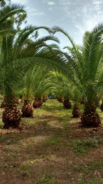 Canary Island Date Palm Tree – Hardy Palm Tree Farm