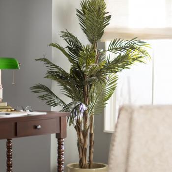 Robellini Palm Tree in Pot & Reviews | Joss & Main