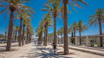 Walk between tall palm trees on Alley Mish'ol HaPninim Garden ...
