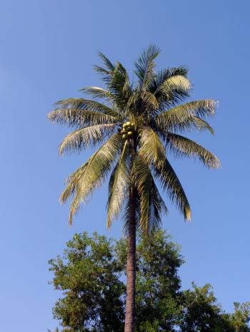 Palm tree and coconuts