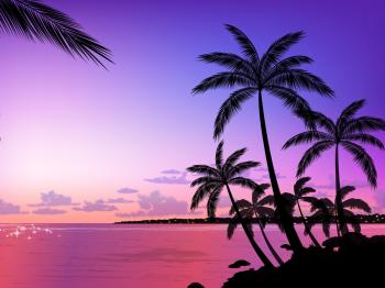 Palm Tree Wallpapers and Background Images - stmed.net