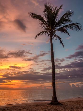 Palm Tree Beside the Sea Shore during Sunset