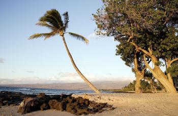 Palm Tree on the Island