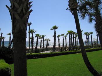 Palm Trees and Oceanfront