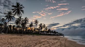 Palm Trees Beside Beach Shore during Sunset