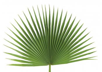 Palm Sunday Palm Strips | Long | bag of 100 - ChurchSupplies.com