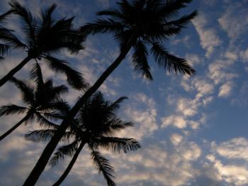 Palms & Sky (Royalty Free) - Stockazoo