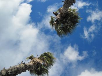 Palms and sky