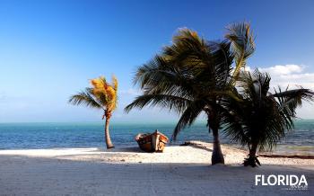 Palms in the Storm, Islamorada, Florida,