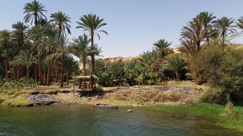 Palms-forest-boat-near-the-nile