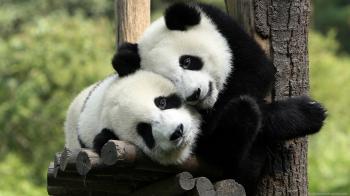 Baby Panda Bear Wallpaper 10 - Get HD Wallpapers Free