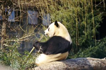 Panda Eating Food