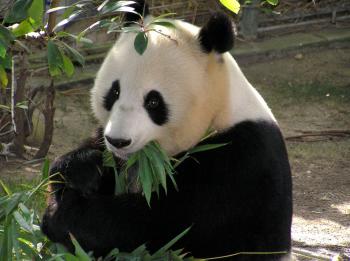 Panda in the Zoo
