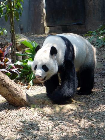 Panda in the Zoo