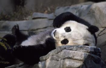 Panda Sleeping