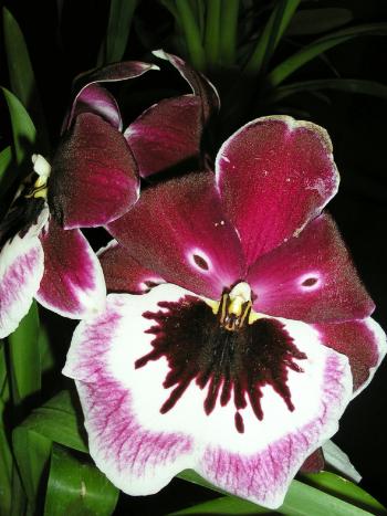 Pansy Orchid: Miltonia