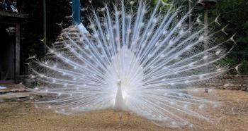 Paon blanc | Le parc animalier Gramat