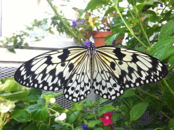 Butterfly of the Month: Paper Kites - Lewis Ginter Botanical Garden